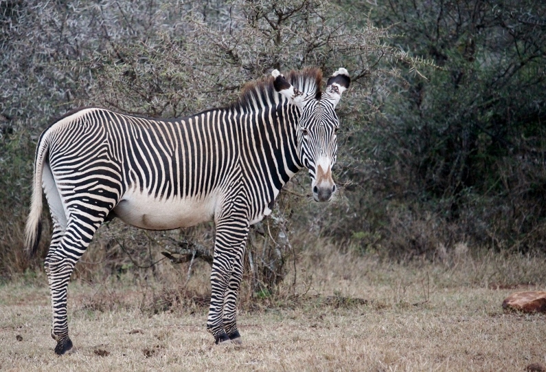 A Grevy's zebra