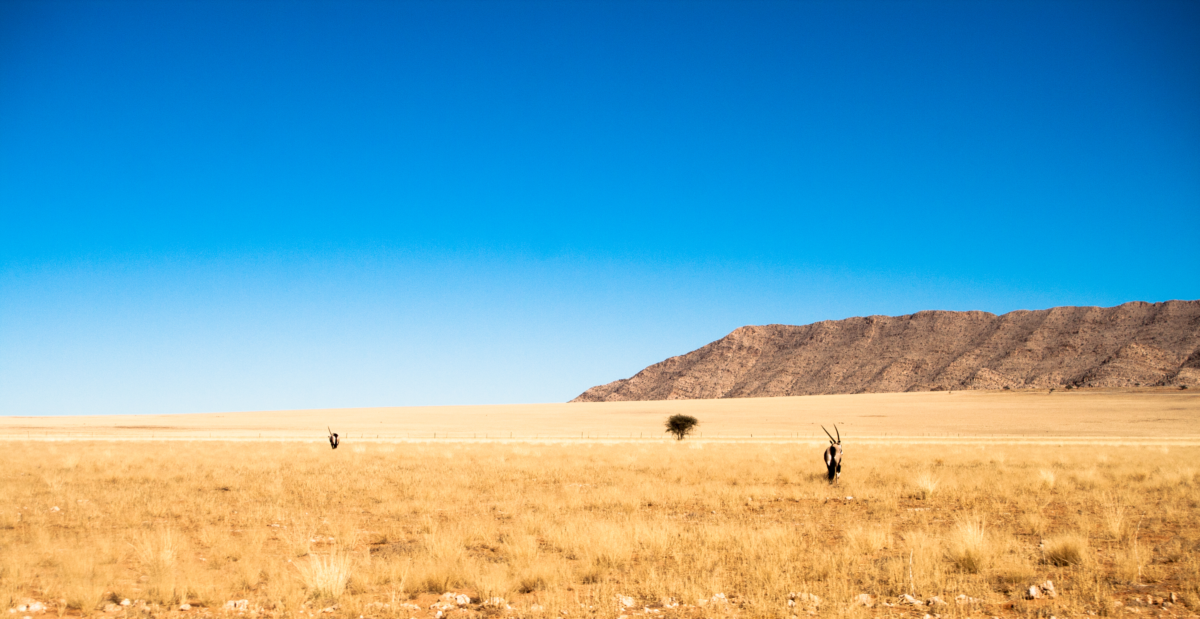 Namibian grasslands