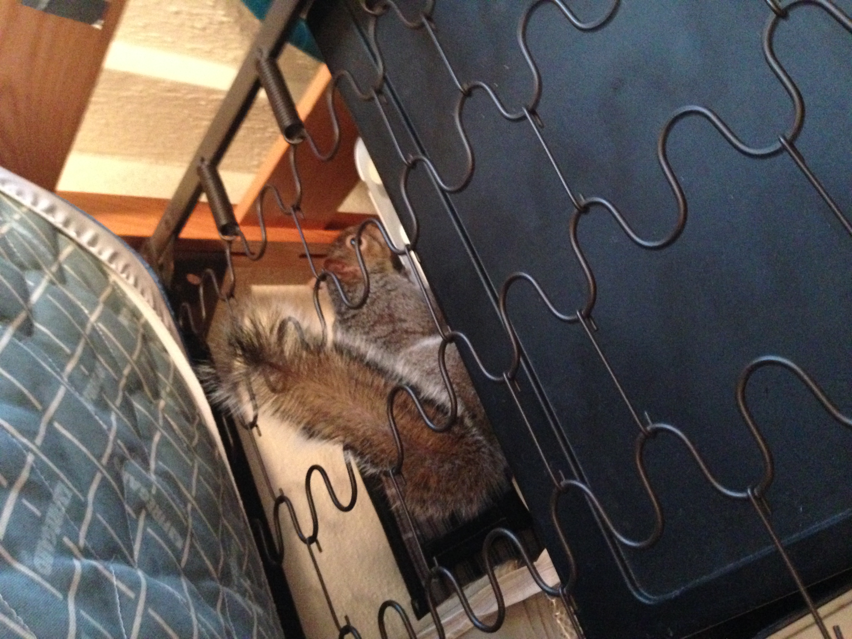 Squirrel under the bed. 