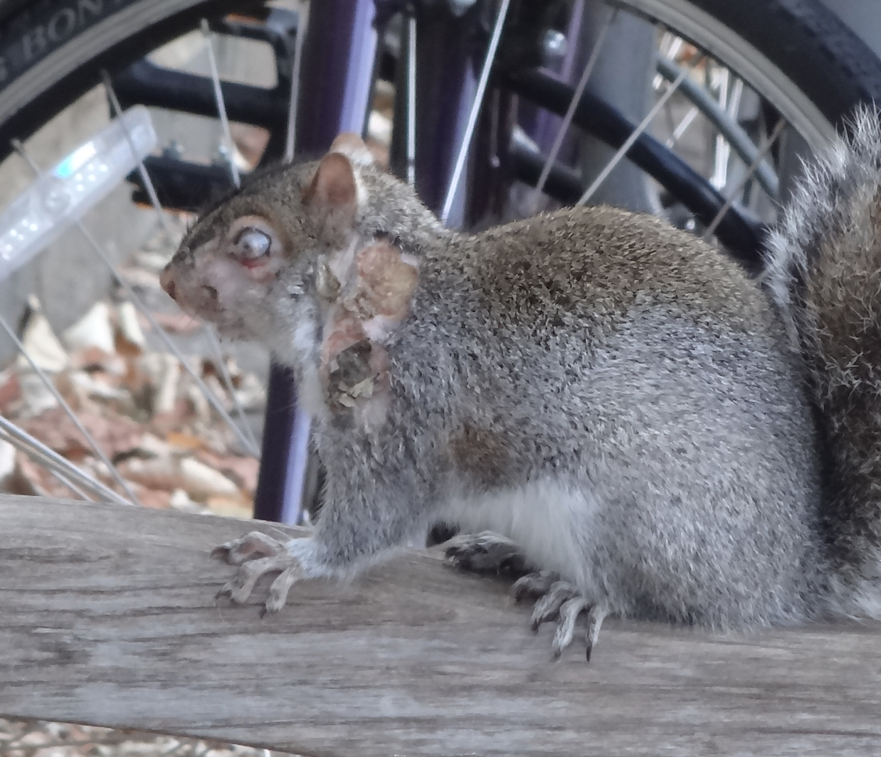 Two face squirrel