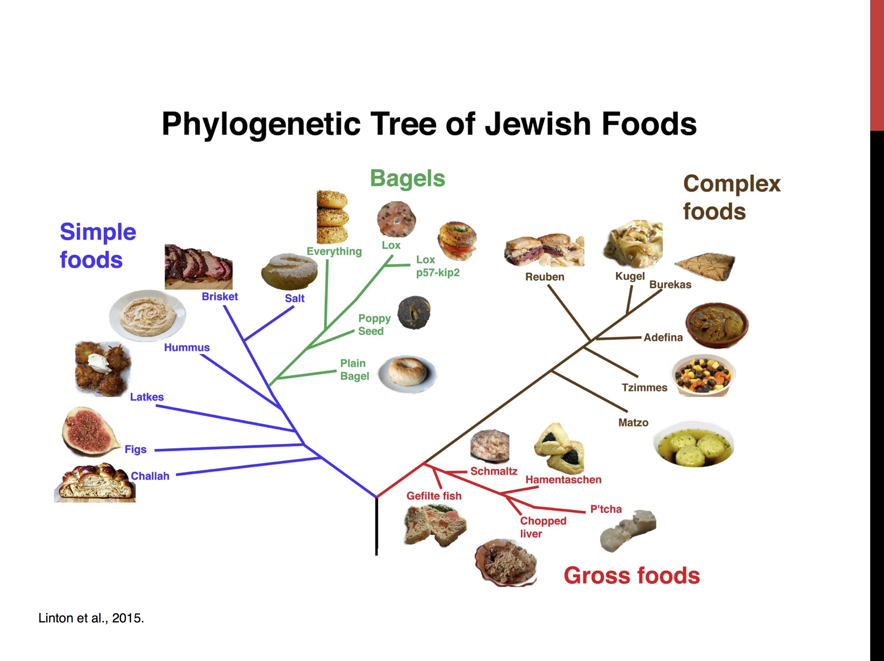 Phylogenetic tree of Jewish foods