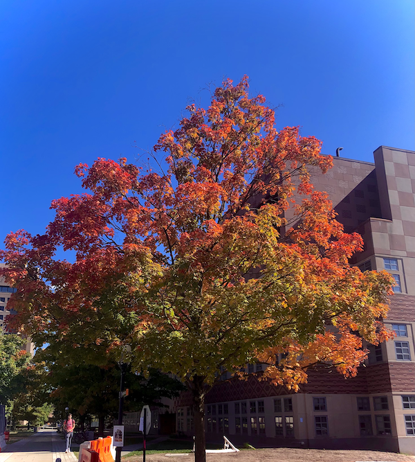 A tree with green, yellow, and red leaves against a backdrop of brick buildings and blue sky.