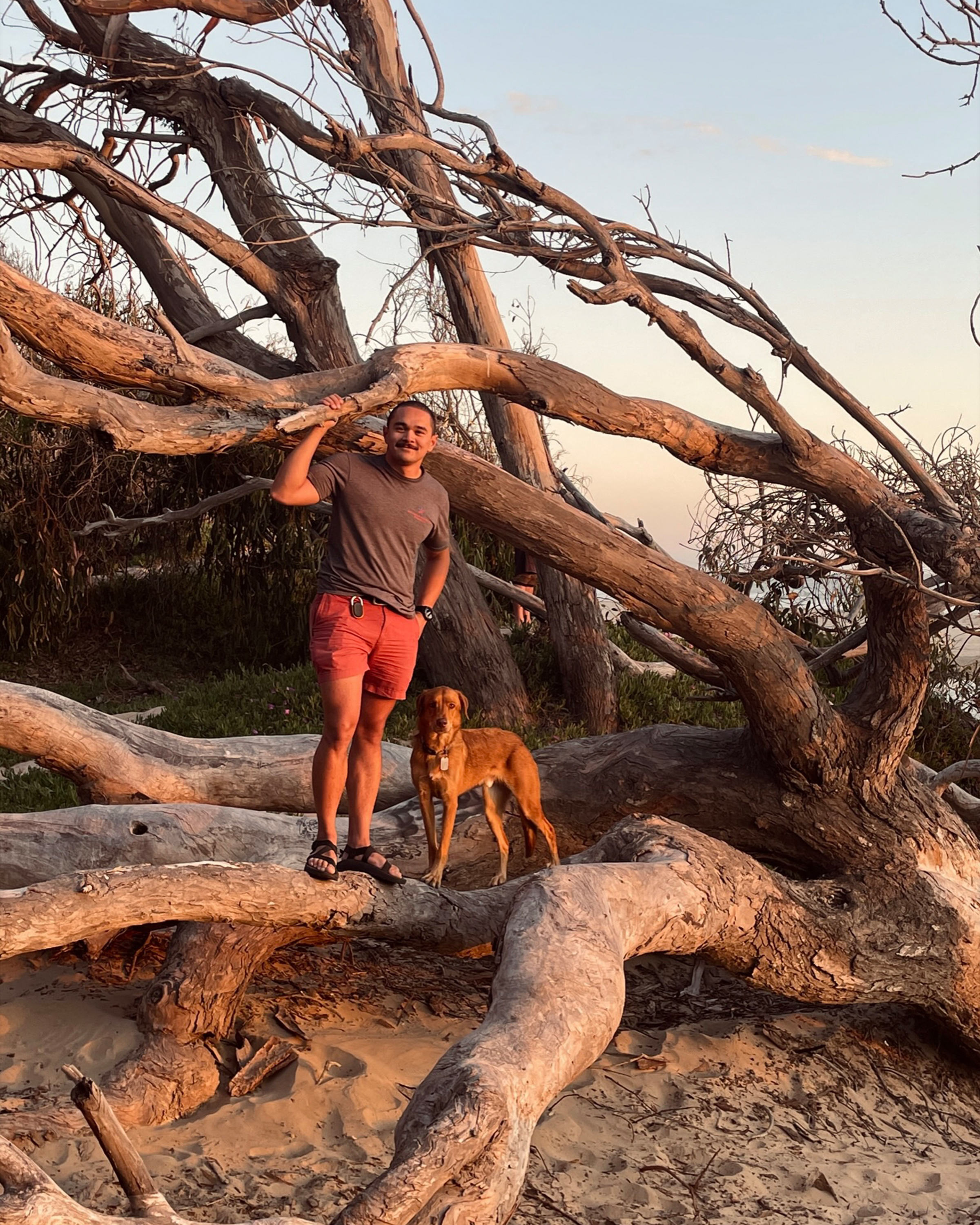 Man stands with dog on the branches of downed tree on a beach