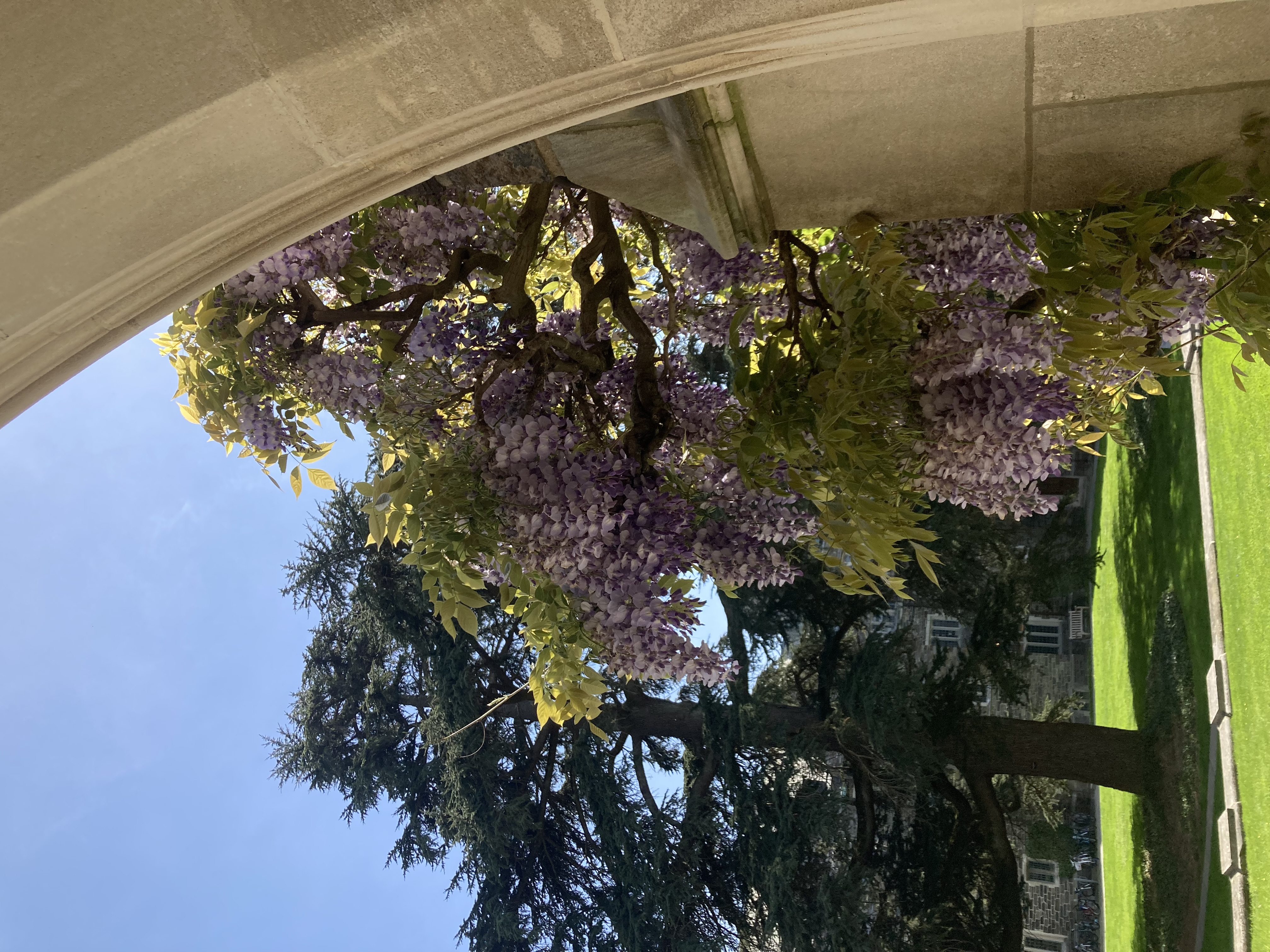 Purple wisteria hang from a stone archway.