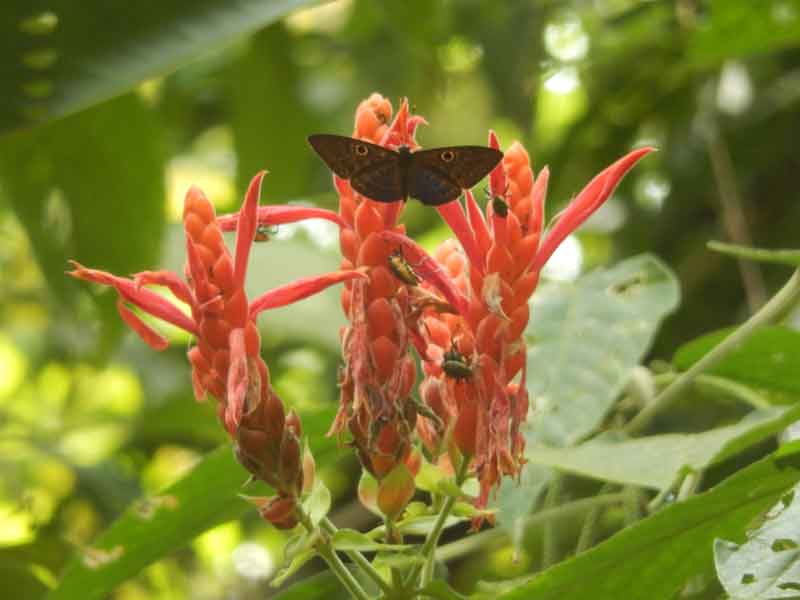 Panamanian Queen With Insect Visitors