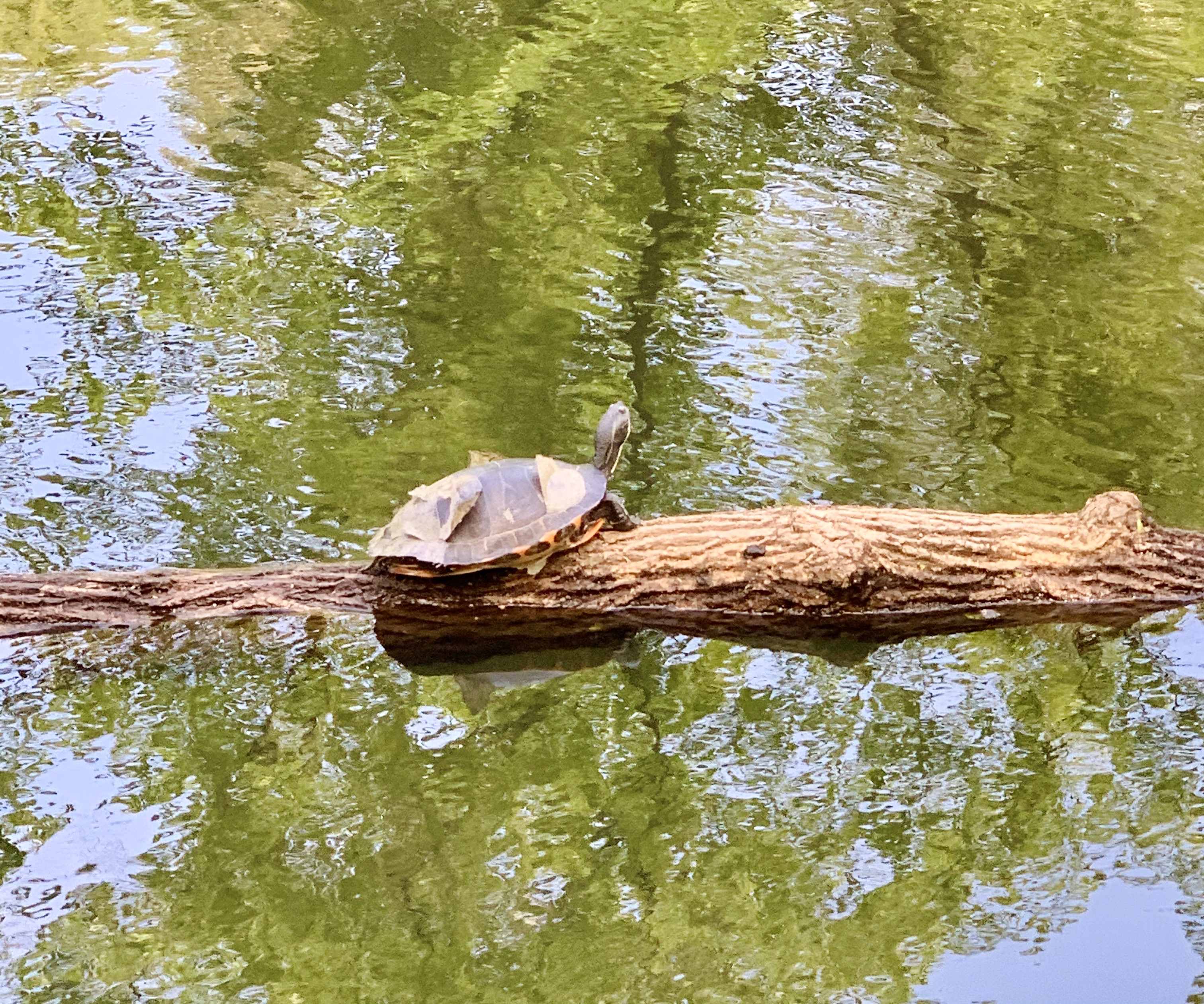 Turtle in the lake