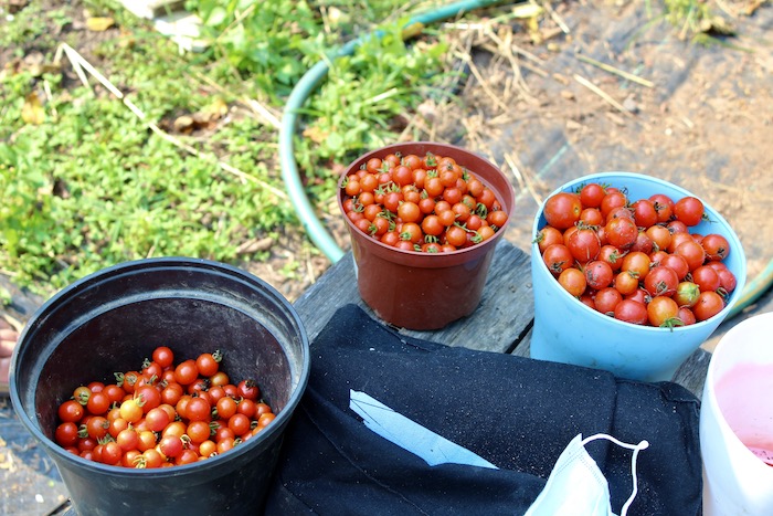 harvested cherry tomatoes in pots from the Forbes garden