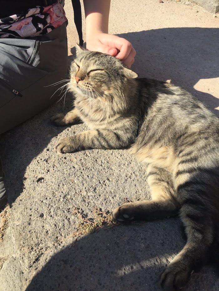 A gray striped cat lying in a patch of sun. 