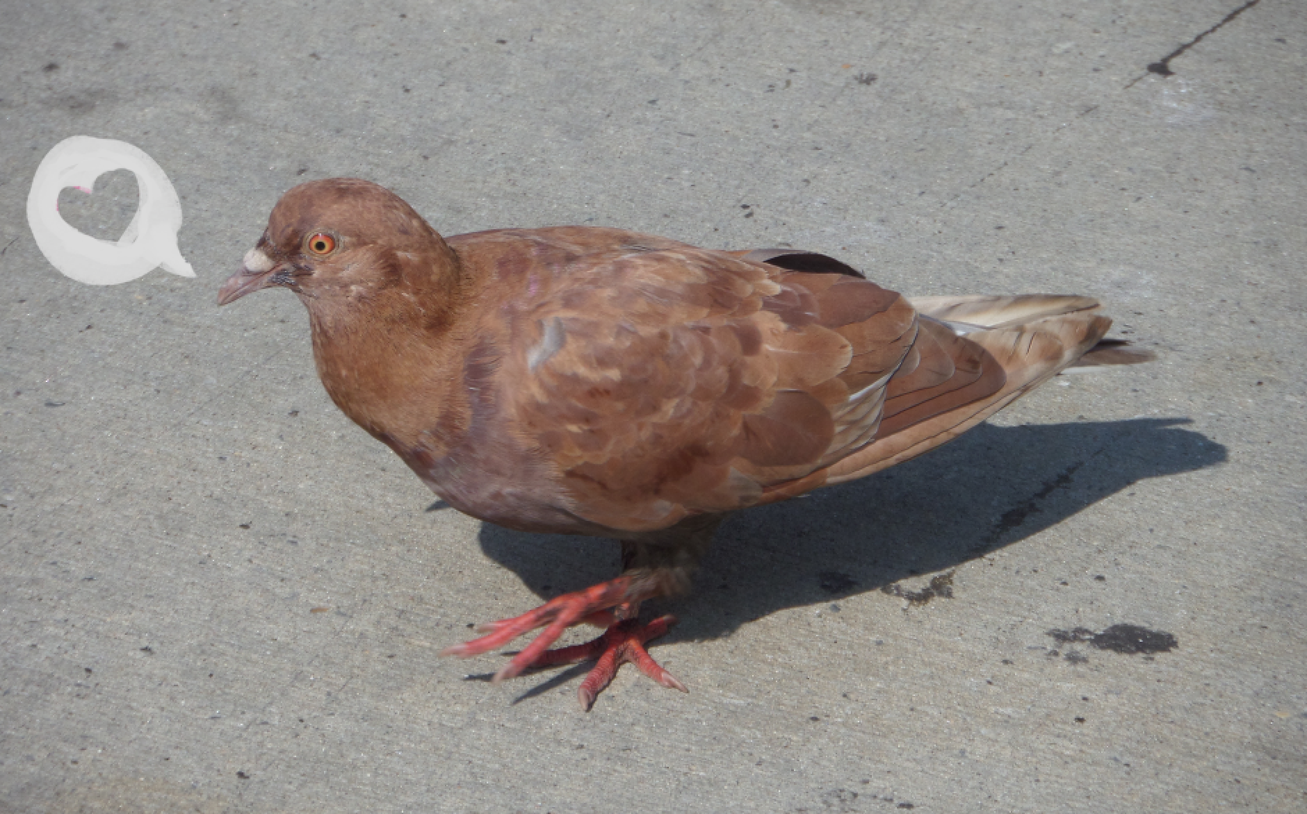 Pigeon