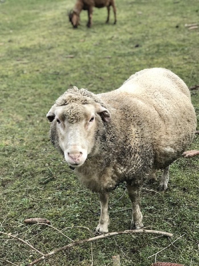 A sheep standing in a grassy field