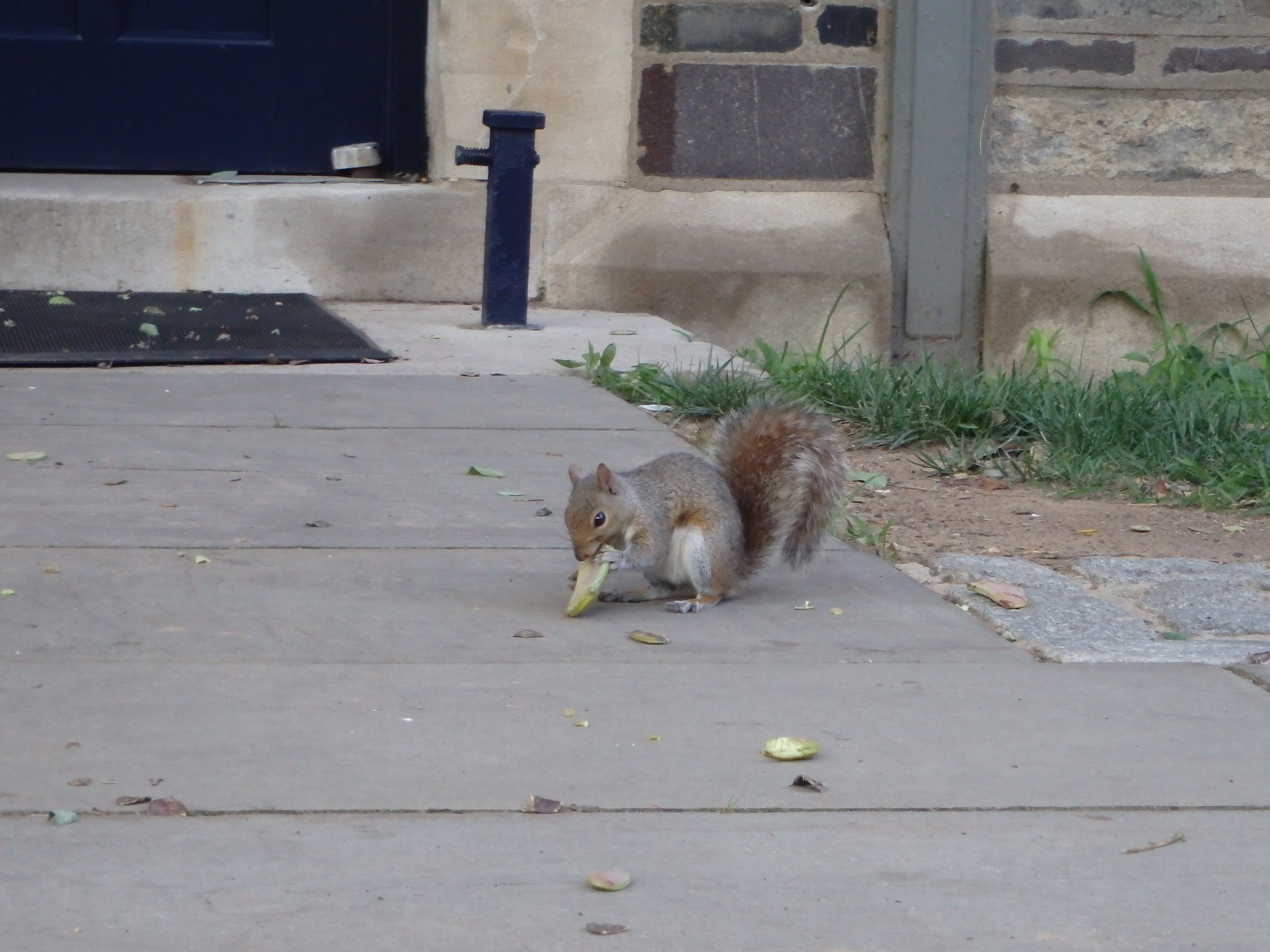 A squirrel eats on a Princeton walkway
