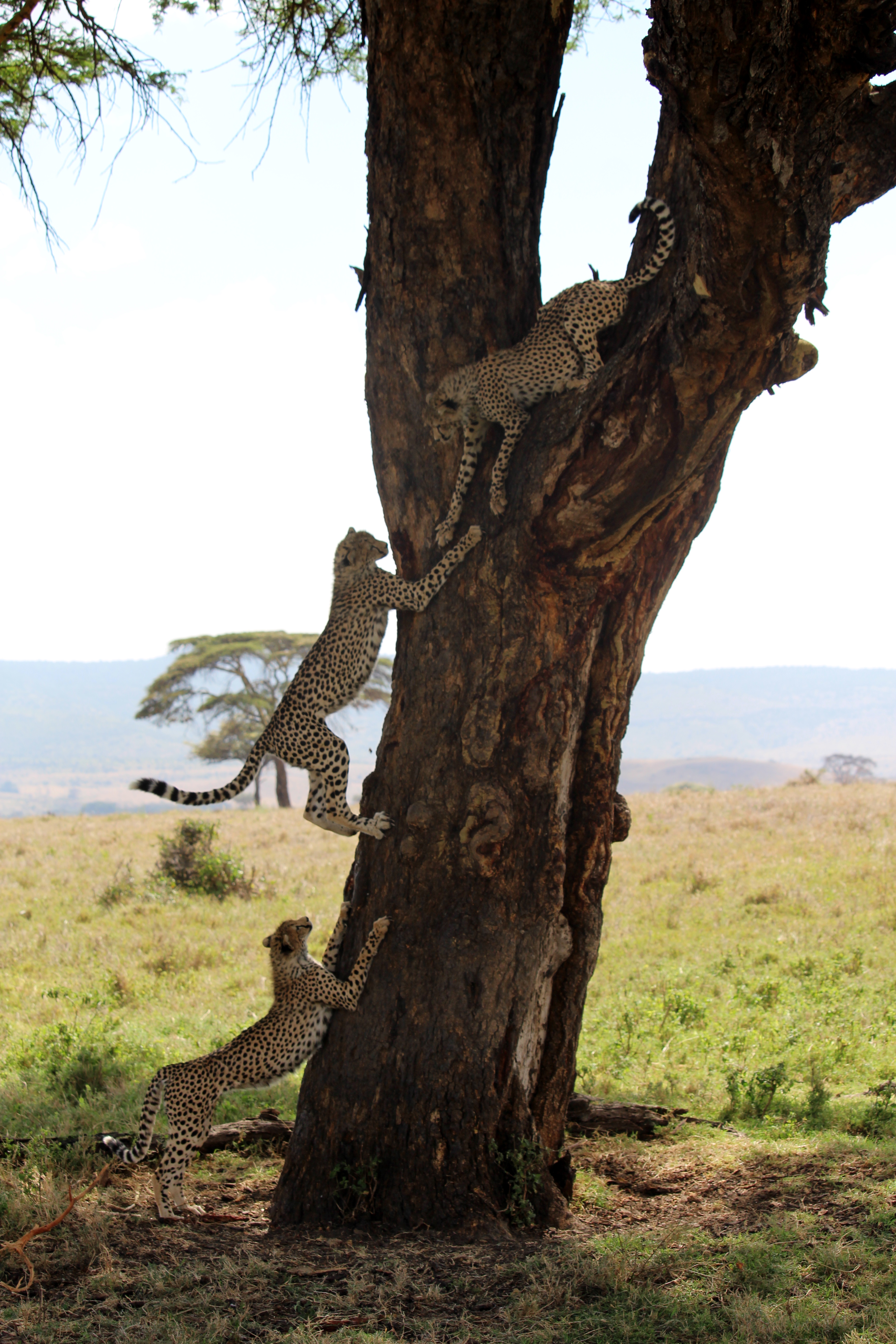 Cheetahs climbing a tree