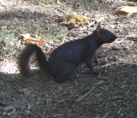 black squirrel