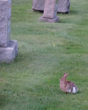 Graveyard rabbit