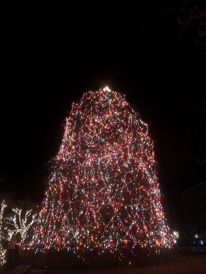Christmas tree lit up in Palmer Square