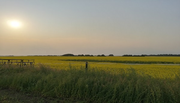 The sun setting over a field of yellow canola flowers with grass in the foreground and trees in the distance