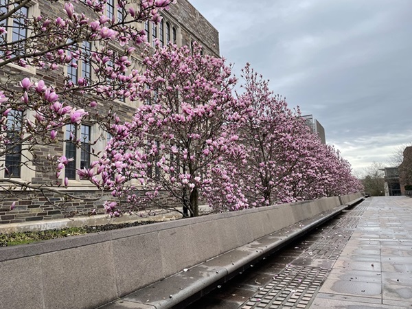 Blooming magnolia trees by a bench and walkway in front of the economics and international building