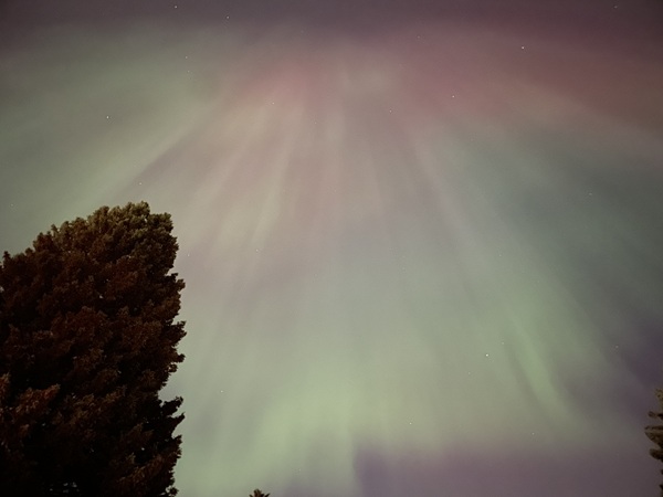 Sky filled with pink and green Northern lights and a pine tree in the foreground