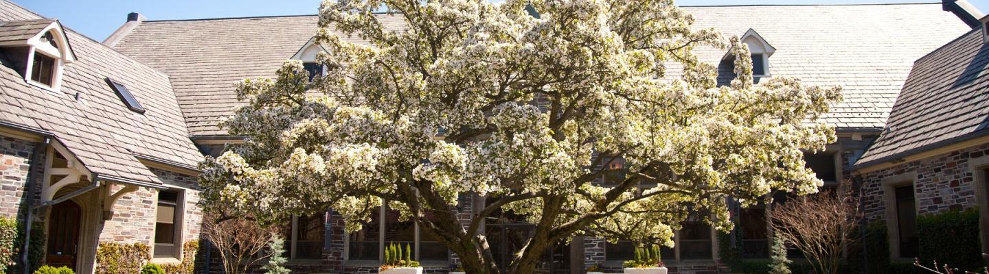 Courtyard with flowering tree in the center