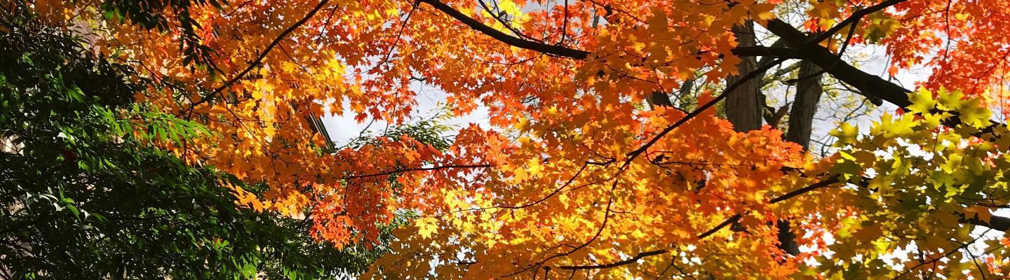 Princeton in Fall