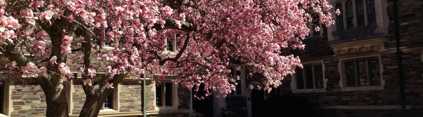 This is a photo of Princeton during the spring.