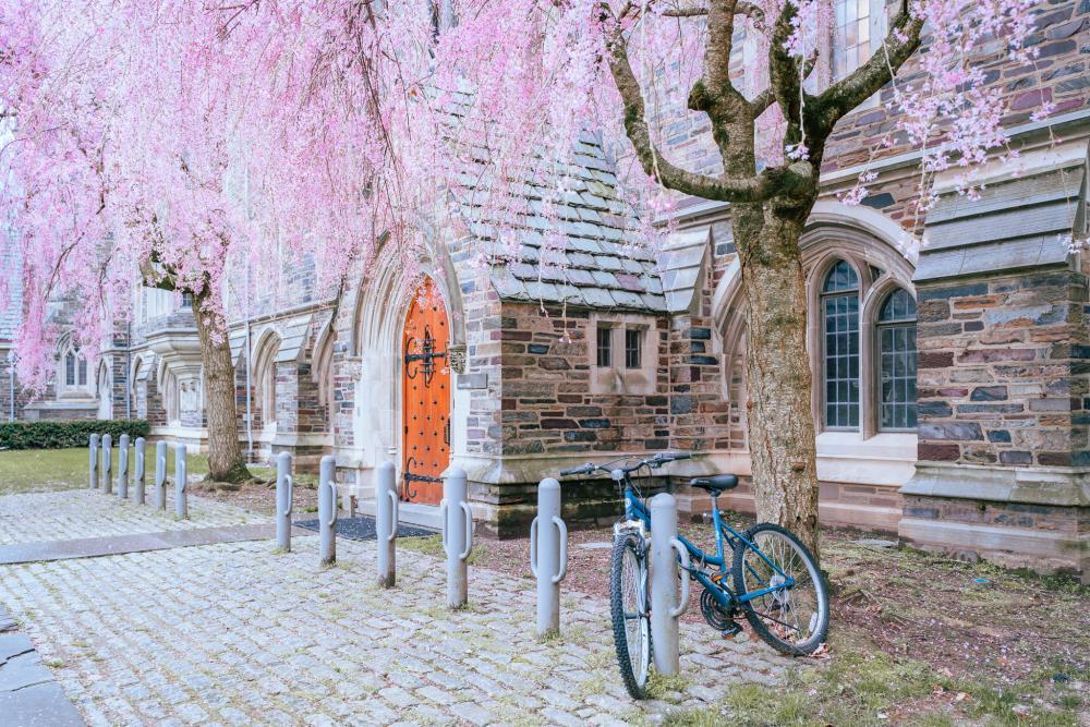 Campus building with pink willow tree blooms
